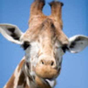 Meet your Posher, Pamela